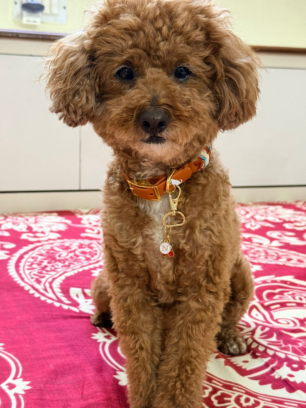 Mocha Knit Collar