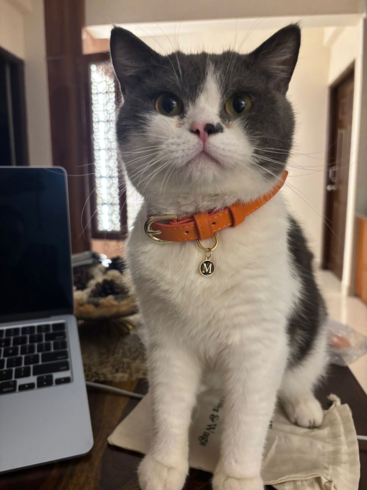 Tangerine Vegan Leather Collar