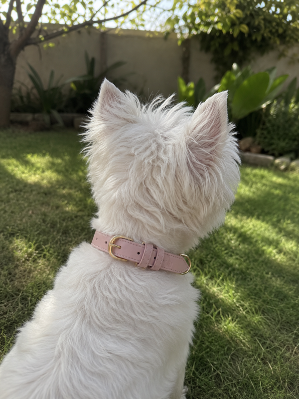 Happy Paws