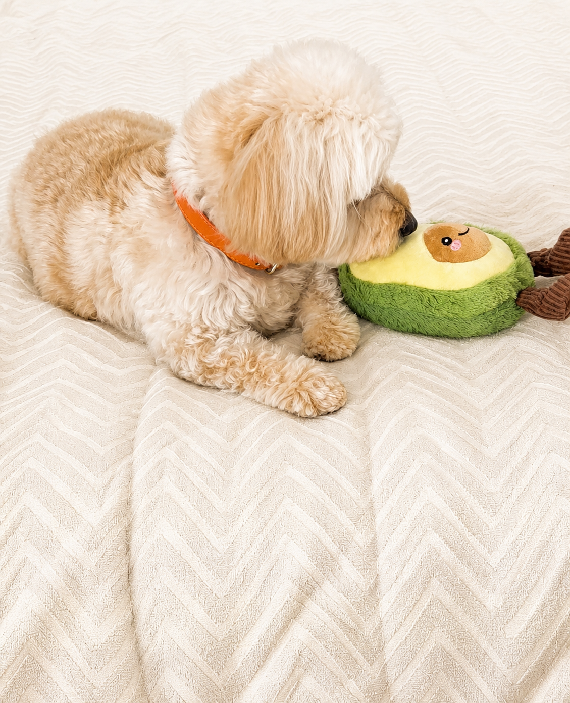 Avocuddle