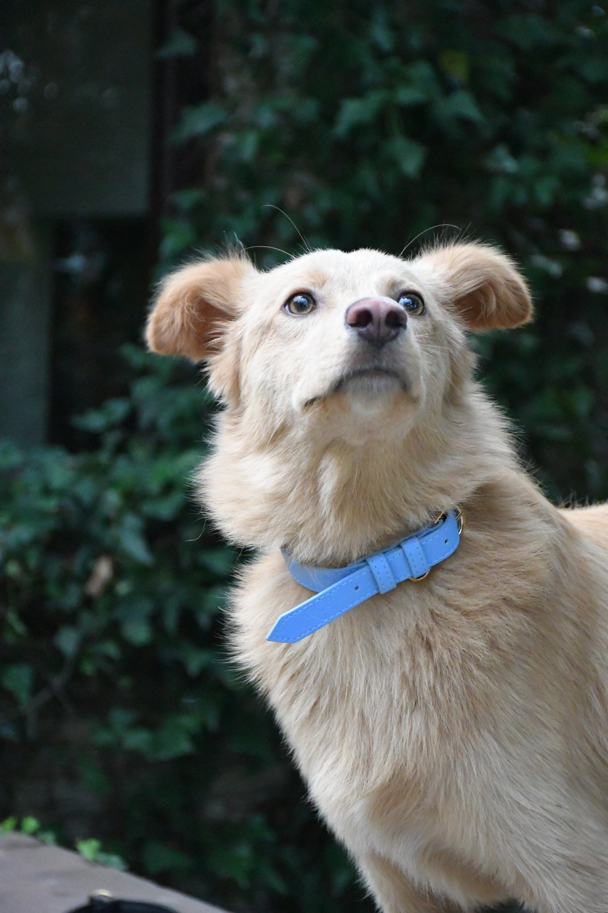 Powder Blue Vegan Leather Collar