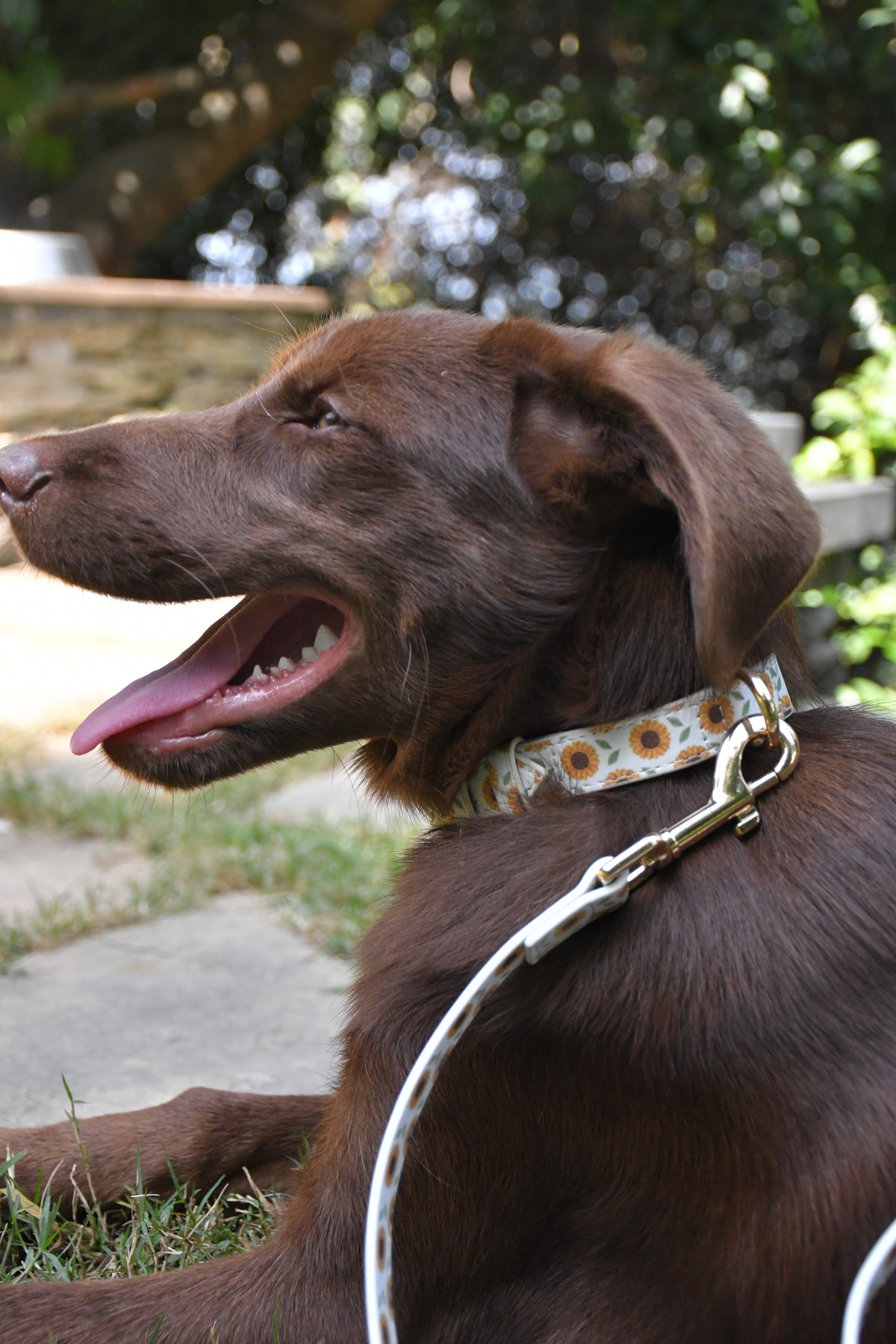 Sunflower Bloom Vegan Leather Leash