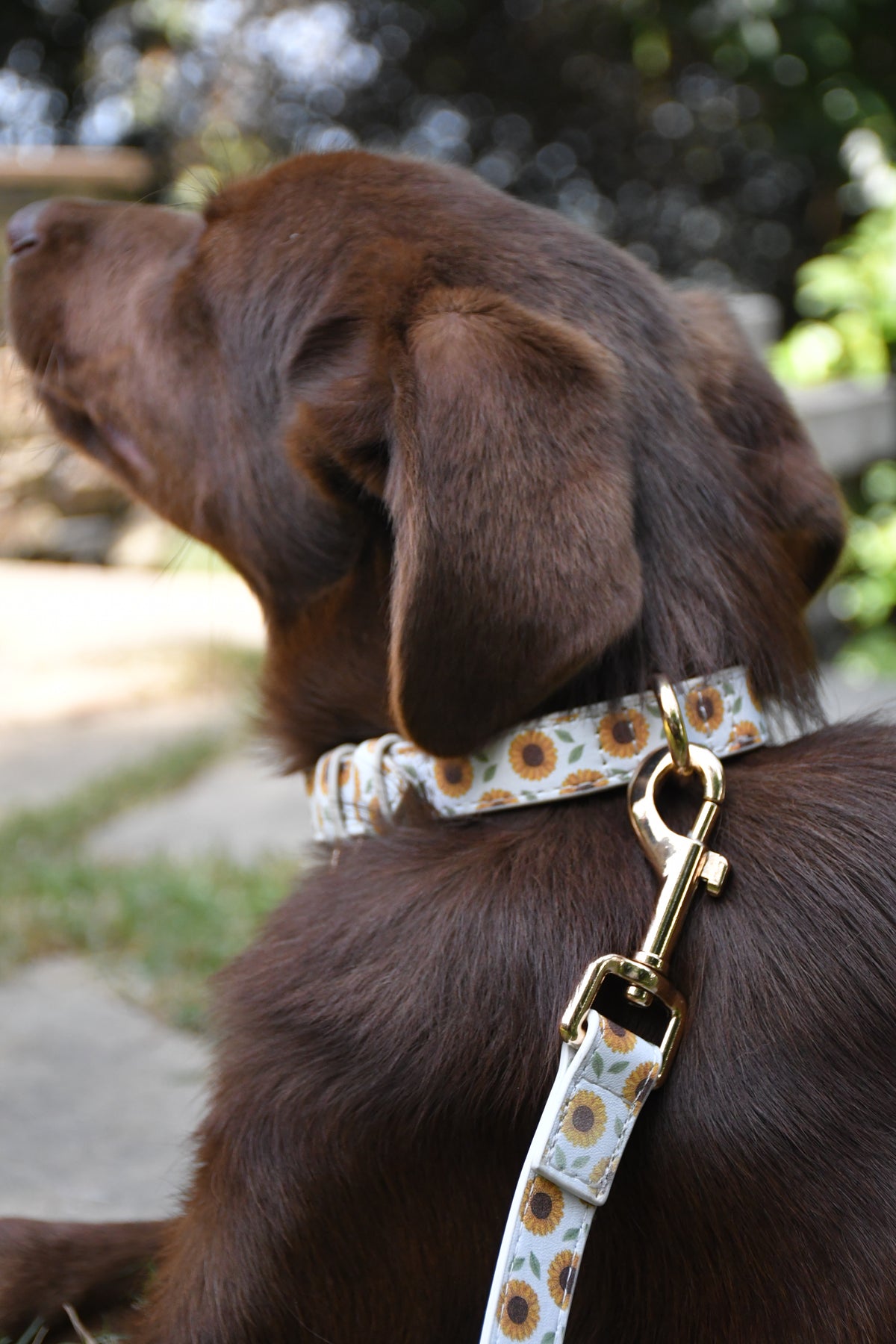 Sunflower Bloom Vegan Leather Collar