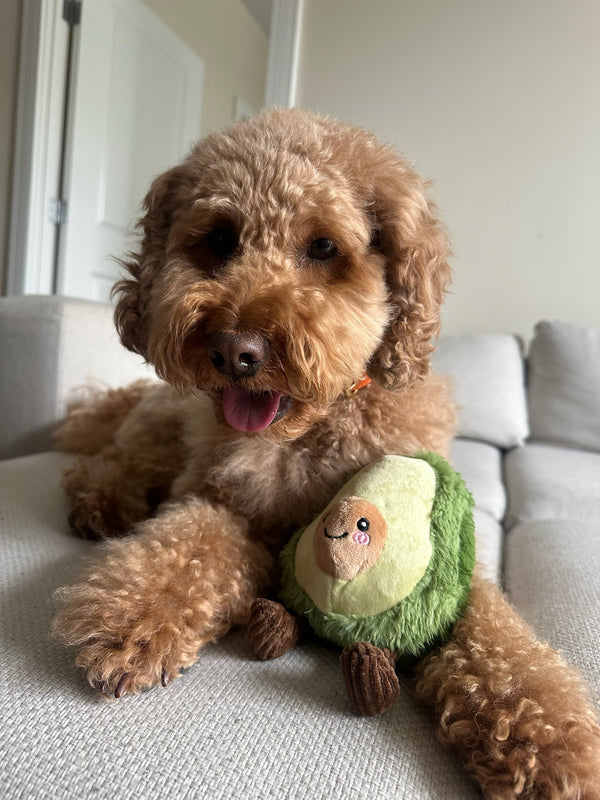 Happy Paws