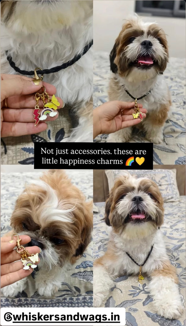 Happy Paws