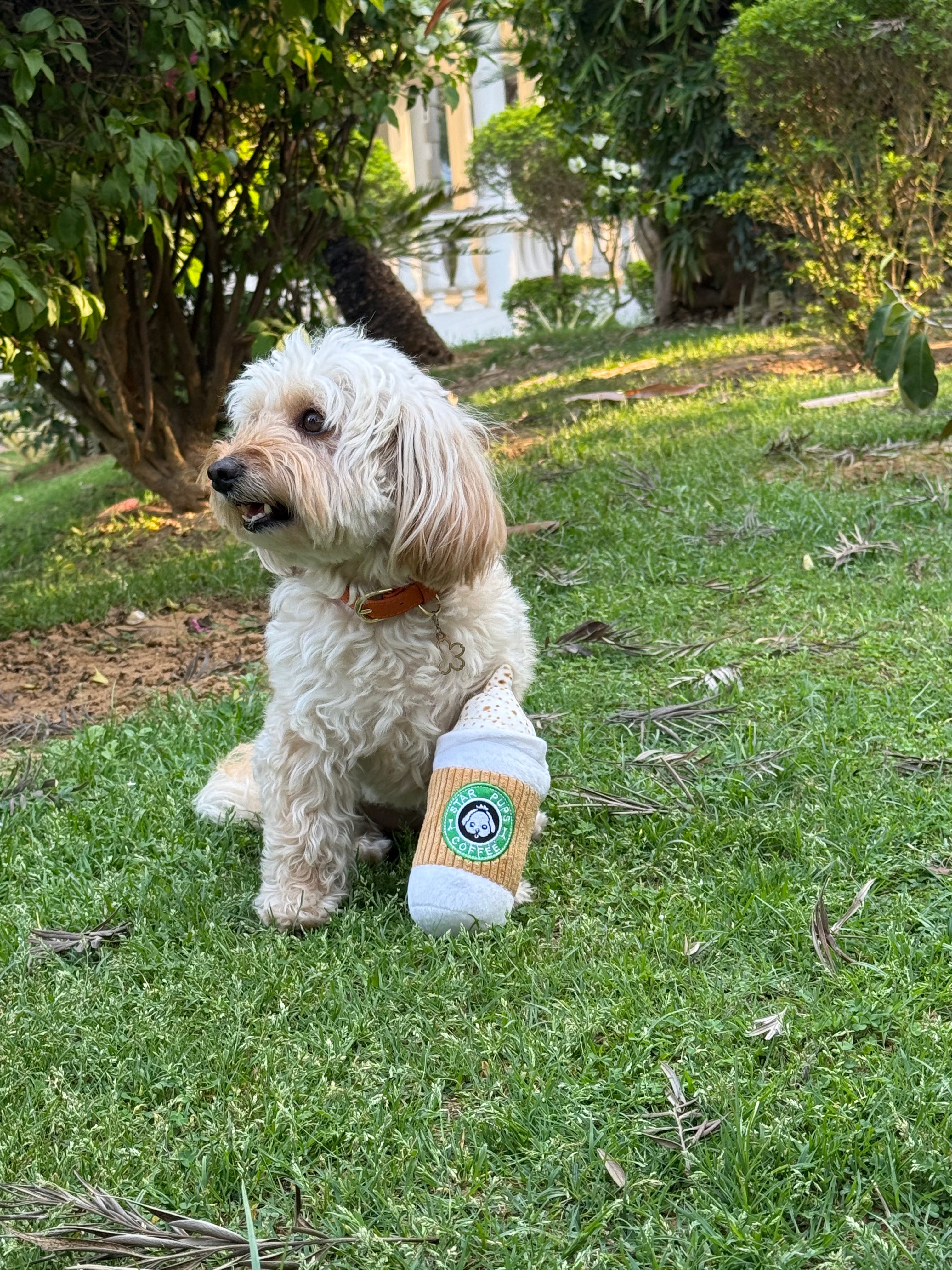 Pupaccino Cup