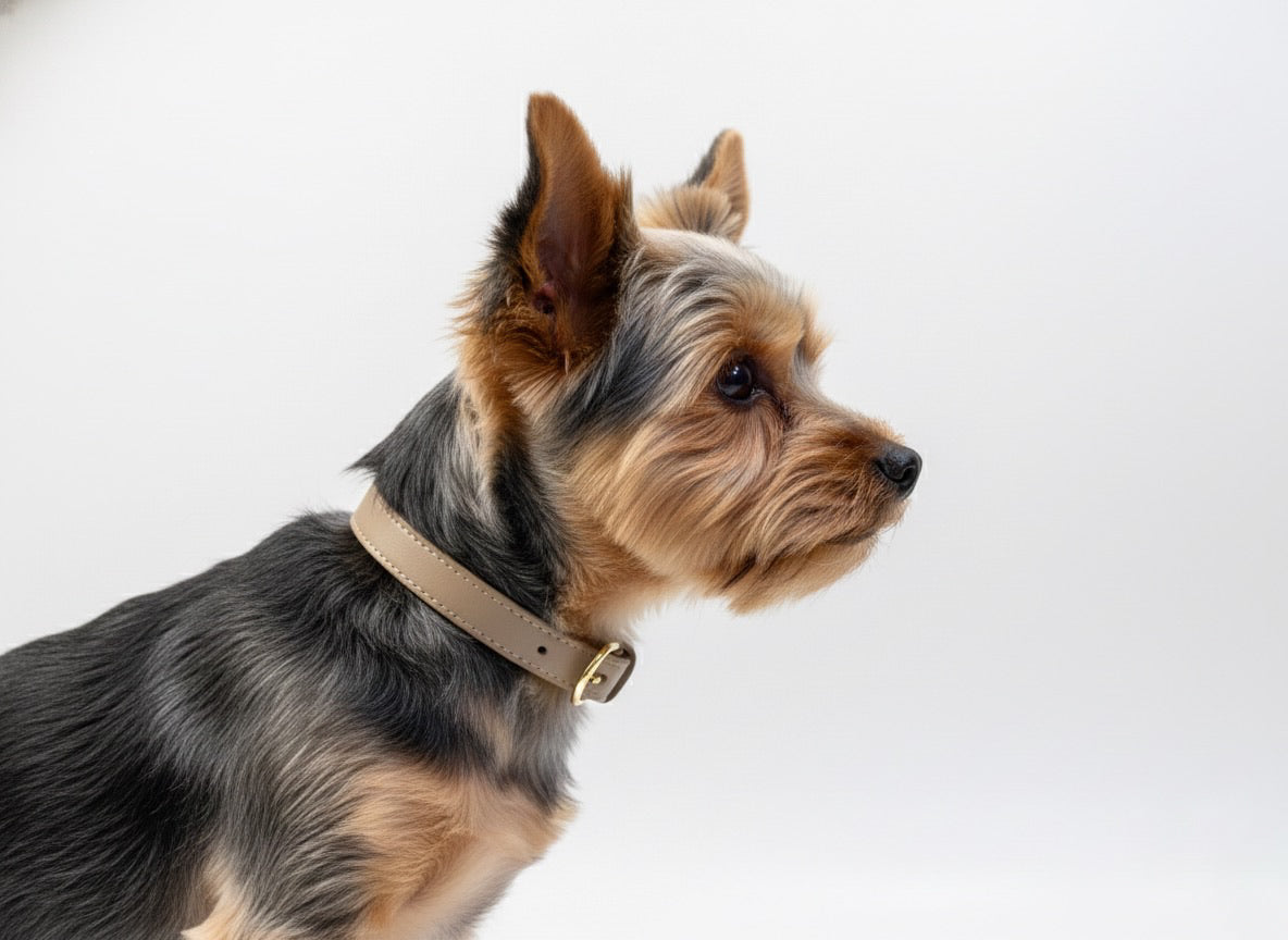 Stardust Vegan Leather Collar