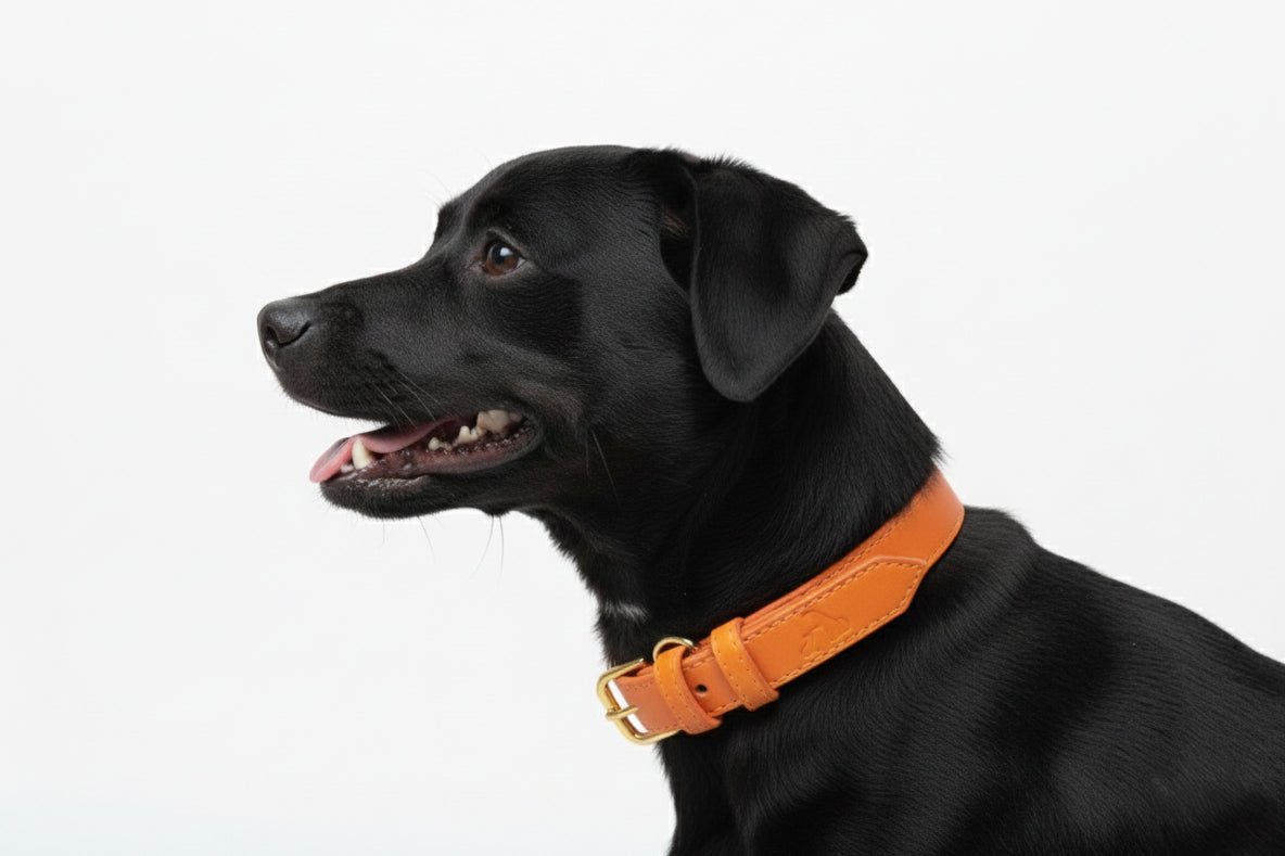 Tangerine Vegan Leather Collar