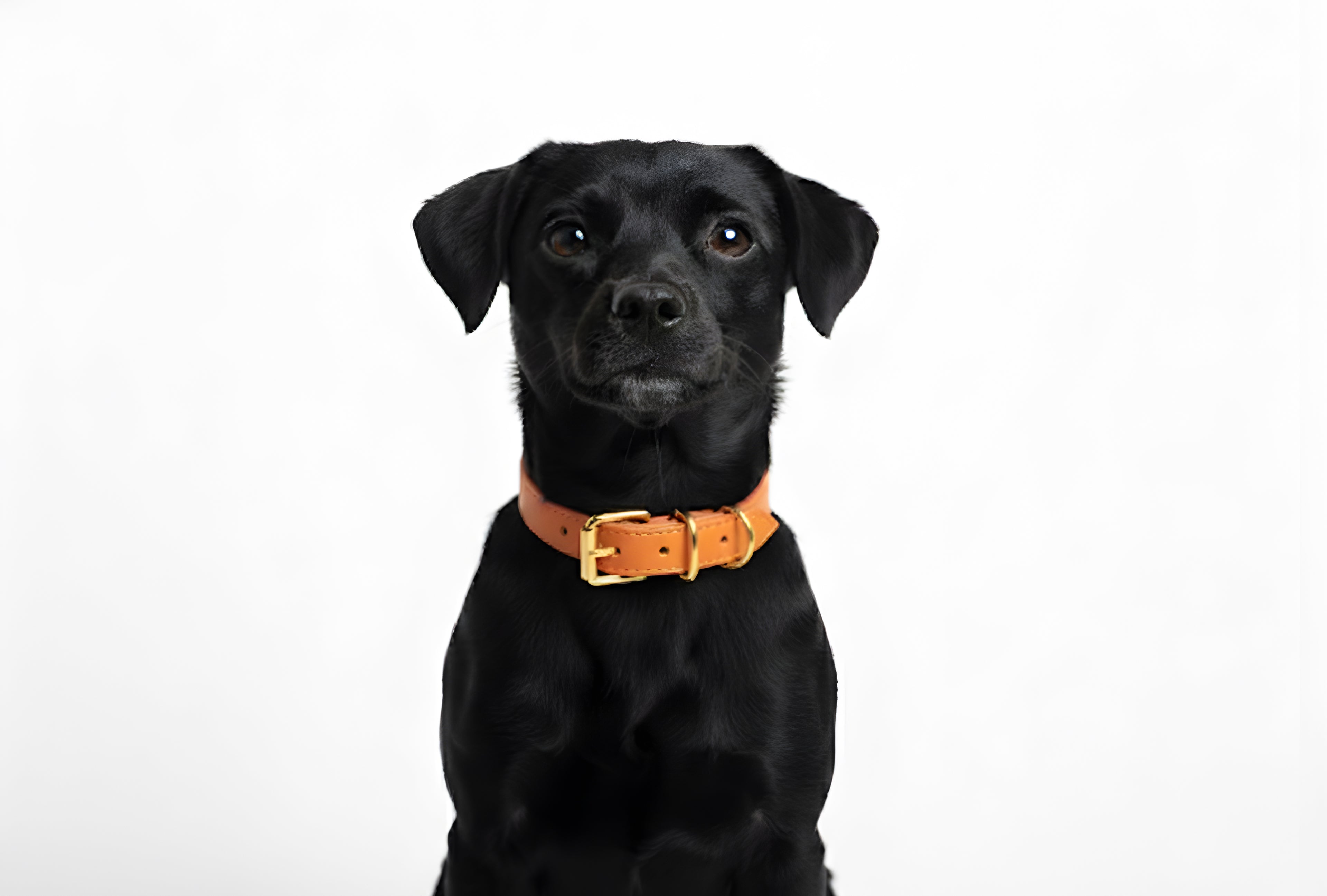 Tangerine Vegan Leather Collar