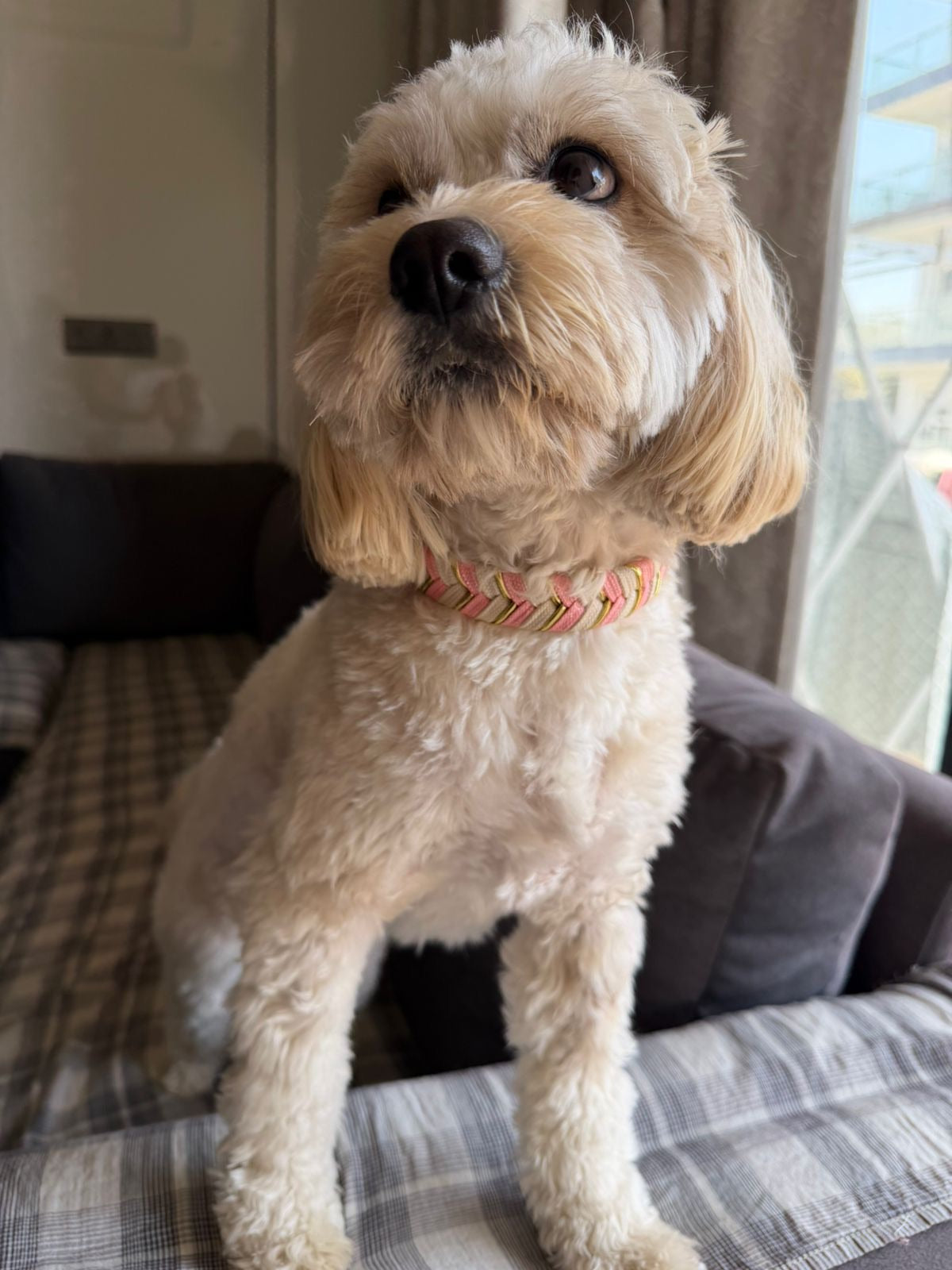 Bubblegum Knit Collar