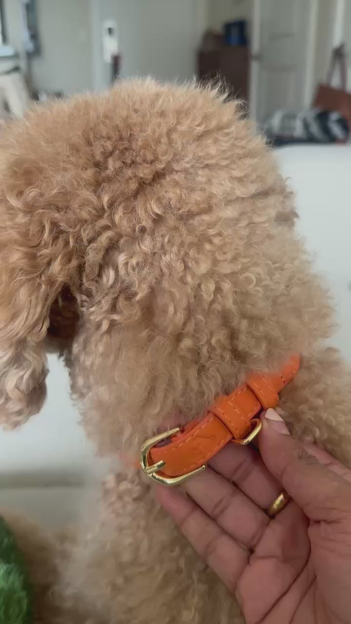 Tangerine Vegan Leather Collar